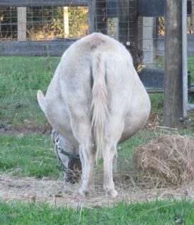Candy's_mini_donkey_pregnant_foaled_that_night_photo
